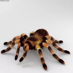 Tarantula High Detailed 3d model