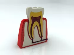 Tooth 3d model