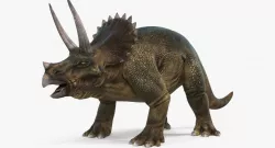Triceratops 3d model