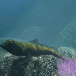 Tripterigyon Fish RIGGED  3d model