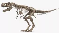Tyrannosaurus Rex Skeleton Fossil 3d model