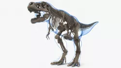 Tyrannosaurus Rex Skeleton Fossil with Skin 3d model