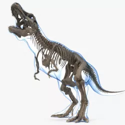 Tyrannosaurus Rex Skeleton Fossil with Skin Standing Pose 3d model