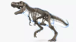 Tyrannosaurus Rex Skeleton with Skin Rigged 3d model