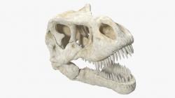 Tyrannosaurus Rex Skull 3d model