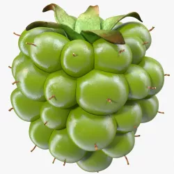 Unripe Green Blackberry 3d model