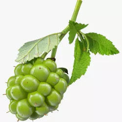 Unripe Green Blackberry with Leaves 3d model