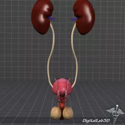 URO Urinary System 3d model