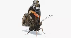 Vanessa Atalanta Butterfly Sitting Pose with Fur 3d model