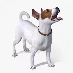 White Jack Russell Terrier Waiting Pose Fur 3d model