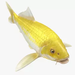 Yellow Koi Ogon Fish 3d model