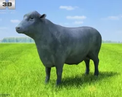 Angus Bull 3d model