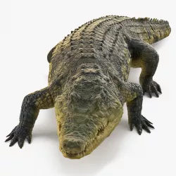 Animated Crocodile Walking Rigged 3d model