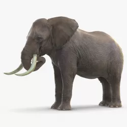 Animated Elephant Eating Fur Rigged 3d model