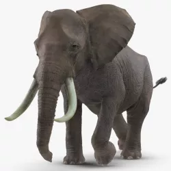 Animated Elephant Running Fur Rigged 3d model