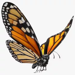 Animated Flight Monarch Butterfly Fur Rigged 3d model