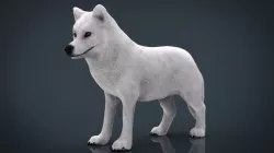 Artic Wolf 3d model