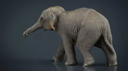 Asian Elephant (Babe) 3d model