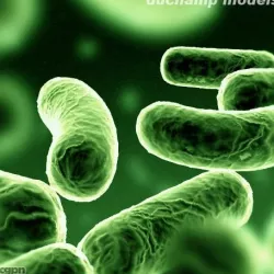 Bacillus Bacterium Bacteria 3d model