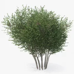 Big Bush 3d model