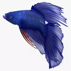 Blue Betta Fish Rigged 3d model