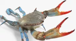 Blue Crab Fight Pose 3d model