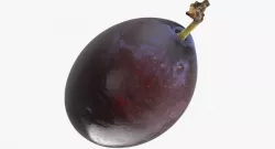 Blue Ripe Plum Fruit 3d model