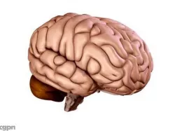 Brain 3d model