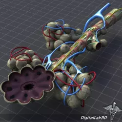 Bronchial Anatomy 3d model