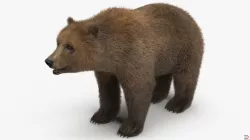 Brown Bear with Fur 3d model