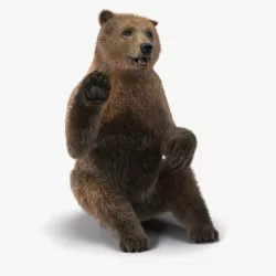 Brown Bear with Fur Pose 4 3d model