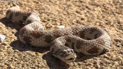 Brown Hognose Snake Coiled Pose 3d model