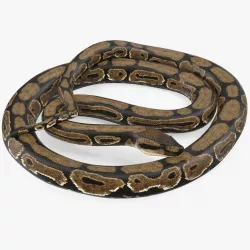 Brown Python Snake Curled pose 3d model