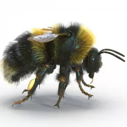 Bumblebee 3d model