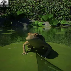 Cane Toad 3d model