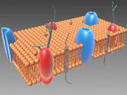 Cell Membrane 3d model