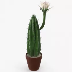 Cereus Blooming Cactus 3d model