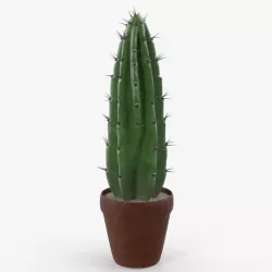 Cereus Peruvianus Cactus 3d model