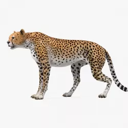 Cheetah Rigged 3d model