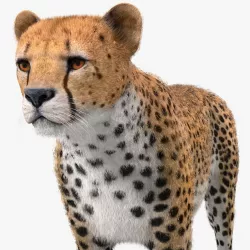 Cheetah with Fur 3d model