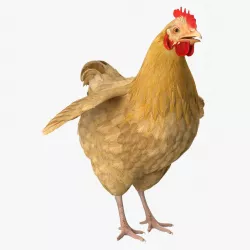 Chicken 3d model