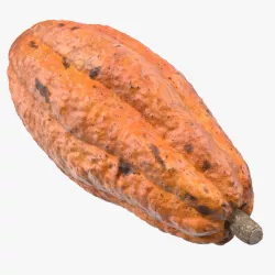 Cocoa Fruit 3d model