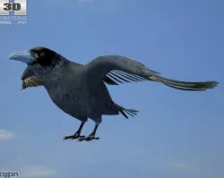 Common Raven (Corvus Corax) 3d model