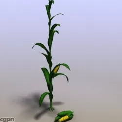 Corn 3d model