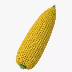 Corn 3d model