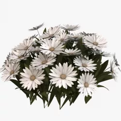 Daisy Flowers 3d model