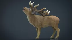 Deer 3d model