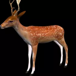 Deer Low Poly 3d model