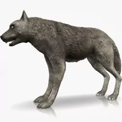 Detailed Grey Wolf 3d model