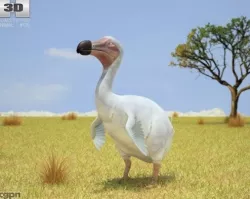 Dodo (Raphus Cucullatus) 3d model